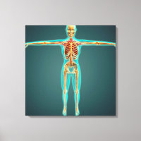 Menschlicher Körper mit Skelettsystem, Arterien 1