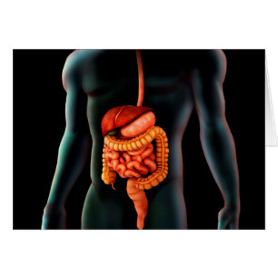 Menschlicher Körper und Verdauungssystem