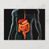 Menschlicher Körper und Verdauungssystem