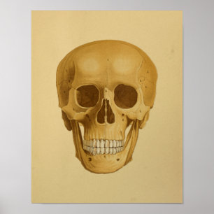 Menschlicher Schädel Vintage Anatomie Druck Knoche Poster