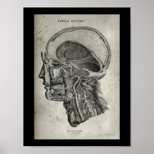 Menschlicher Schädelquerschnitt Nerven Anatomie Dr Poster
