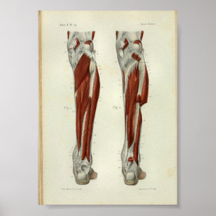 Menschlicher Vintage Anatomie Druck Muskeln Bein Poster