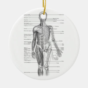 Menschliches Anatomie-Diagramm Keramik Ornament