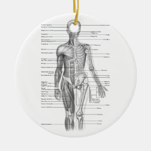 Menschliches Anatomie-Diagramm Keramik Ornament