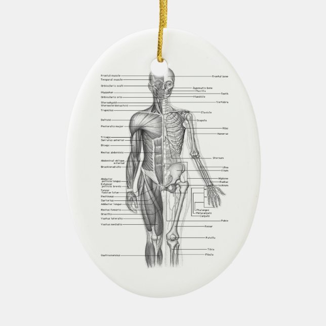 Menschliches Anatomie-Diagramm Keramik Ornament (Vorne)