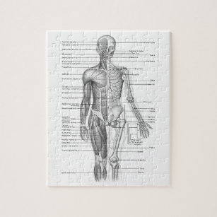 Menschliches Anatomie-Diagramm Puzzle
