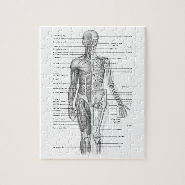 Menschliches Anatomie-Diagramm Puzzle (Vertikal)