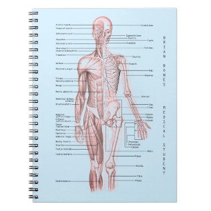 Menschliches Anatomie-medizinisches Notizblock