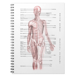 Menschliches Anatomie-medizinisches Notizblock