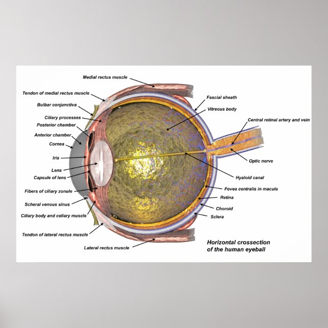 Menschliches Auge Poster (Vorne)