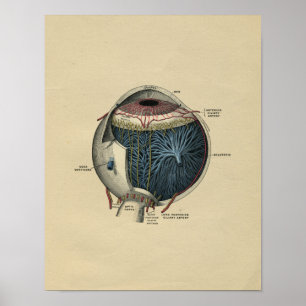 Menschliches Augen-Anatomie 1902 Vintager Druck Poster