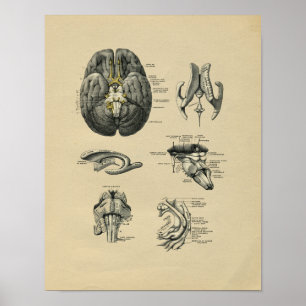 Menschliches Gehirn-Anatomie 1902 Vintager Druck Poster