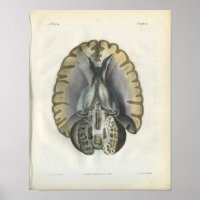 Menschliches Gehirn Vintage Anatomie Druck