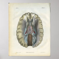 Menschliches Gehirn Vintage Anatomie Druck
