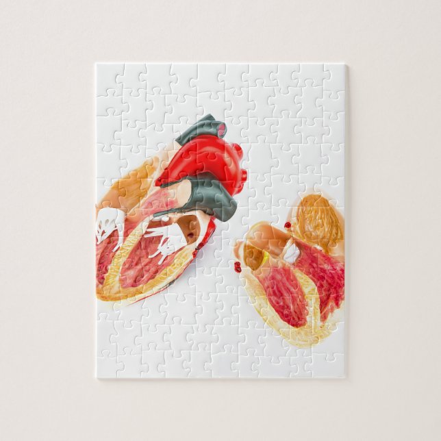 Menschliches Herzmodell abgeschieden auf weißem Puzzle (Vertikal)