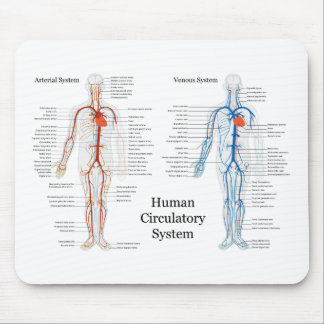 Menschliches Kreislaufsystem der Arterien und der Mousepad