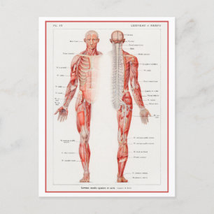 Menschliches Nervensystem Vintage-Diagramm Postkarte