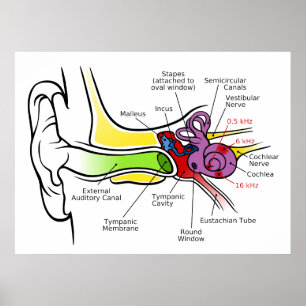 Menschliches Ohr-Diagramm mit dem Cochlear- Poster