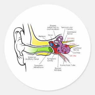 Menschliches Ohr-Diagramm mit dem Cochlear- Runder Aufkleber