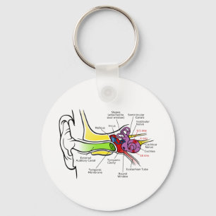 Menschliches Ohr-Diagramm mit dem Cochlear- Schlüsselanhänger