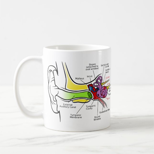 Menschliches Ohr-Diagramm mit dem Cochlear- Tasse (Links)