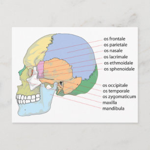 Menschliches Schädelknochen-Namensdiagramm Postkarte