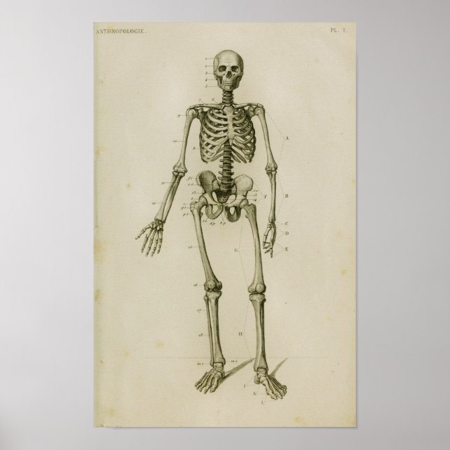 Menschliches Skelett Anteriore Vintage Anatomie Poster (Vorne)