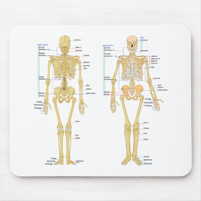 Menschliches Skelett beschriftet Anatomiediagramm Mousepad (Vorne)
