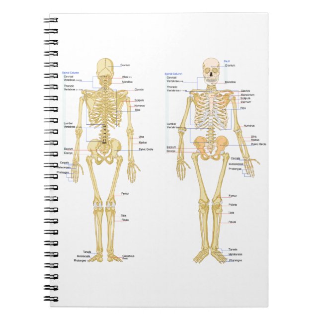 Menschliches Skelett beschriftet Anatomiediagramm Notizblock (Vorderseite)