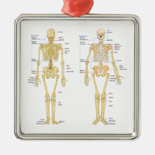 Menschliches Skelett beschriftet Anatomiediagramm Ornament Aus Metall