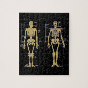 Menschliches Skelett beschriftet Anatomiediagramm Puzzle