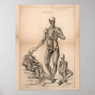 Menschliches Skelett Vintage Anatomie Kunst Druck Poster