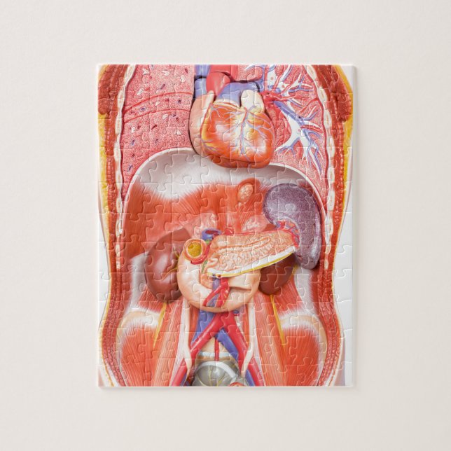 Menschliches Torsokörpermodell mit Organen Puzzle (Vertikal)