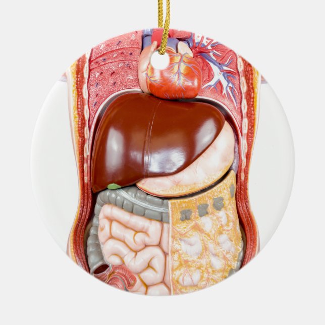 Menschliches Torsoplastikmodell mit Organen auf Keramikornament (Vorne)
