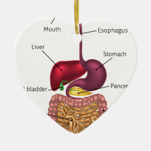 Menschliches Verdauungstrakt-System Keramik Ornament