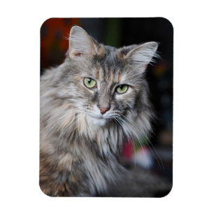 Meow Cat Portrait Magnet