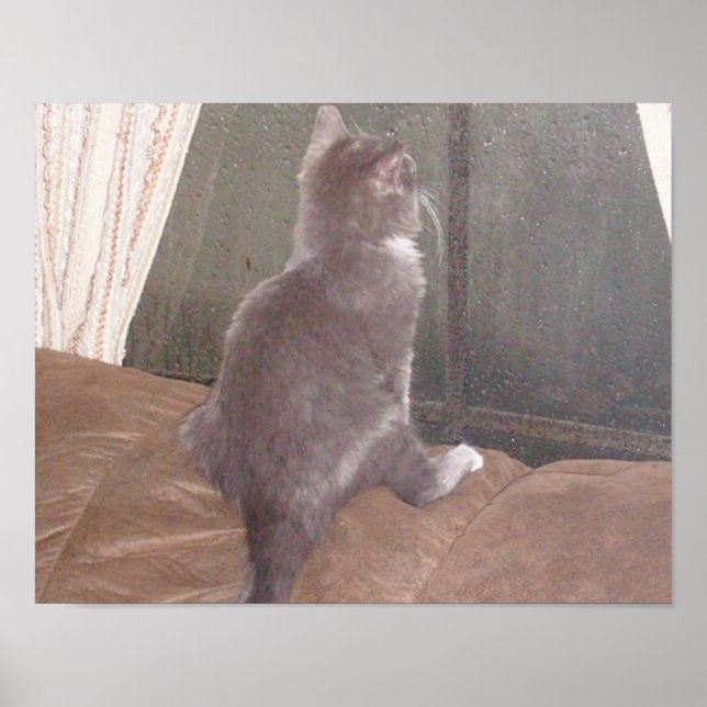 Meow Cats 11 Poster (Vorne)