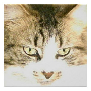 Meow Cats 14 Poster