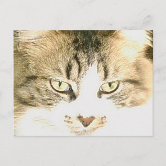 Meow Cats 14 Postkarte (Vorderseite)