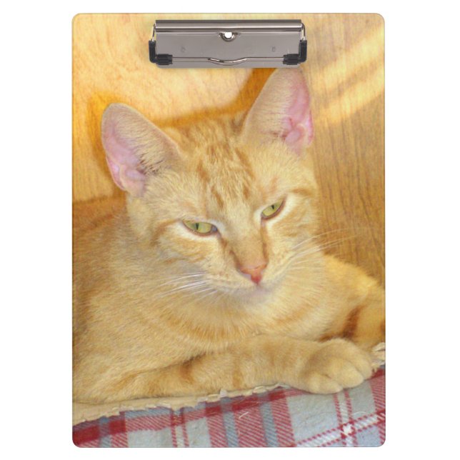 Meow Cats 15 Clip Board Klemmbrett (Vorderseite)