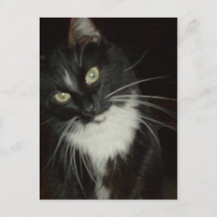 Meow Cats 16 Postkarte