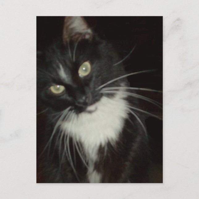 Meow Cats 16 Postkarte (Vorderseite)