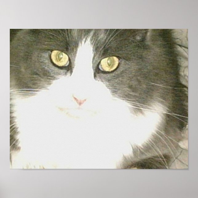 Meow Cats 18 Poster (Vorne)