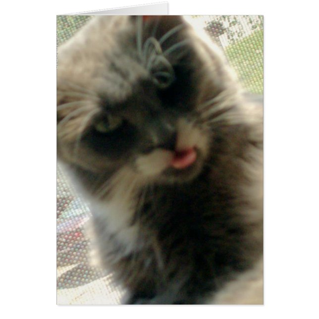 Meow Cats 2 (Vorne)