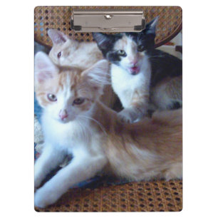 Meow Cats 21 Zwischenablage Klemmbrett