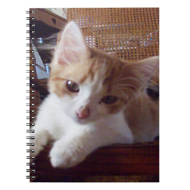 Meow Cats 22 Notebook Notizblock (Vorderseite)