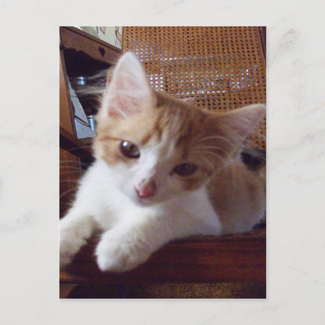 Meow Cats 22 Postkarte (Vorderseite)