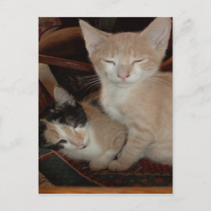 Meow Cats 28 Postkarte