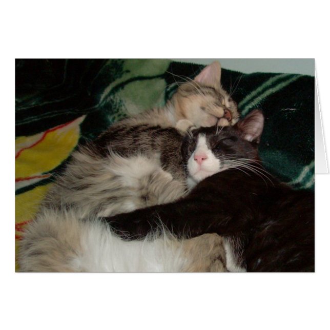 Meow Cats 3 (Vorderseite (Horizontal))