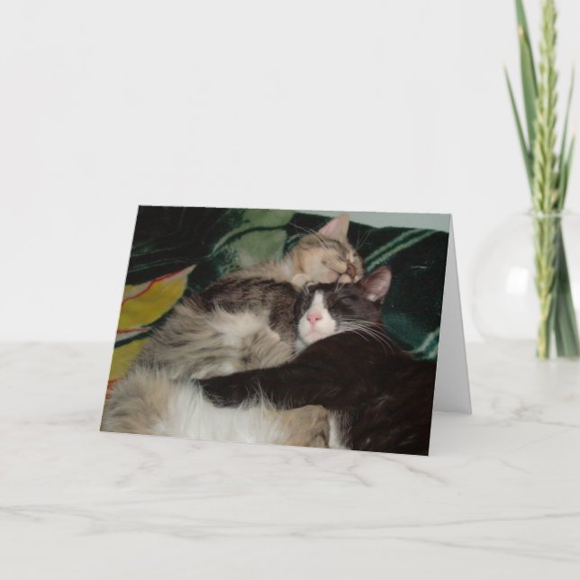 Meow Cats 3 Grußkarte Karte (Vorderseite)